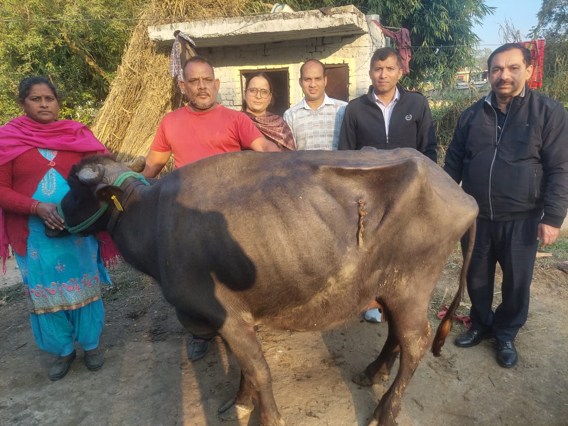 Regional Animal Hospital Barnoh team of doctors successfully operated diaphragmatic hernia of buffalo.